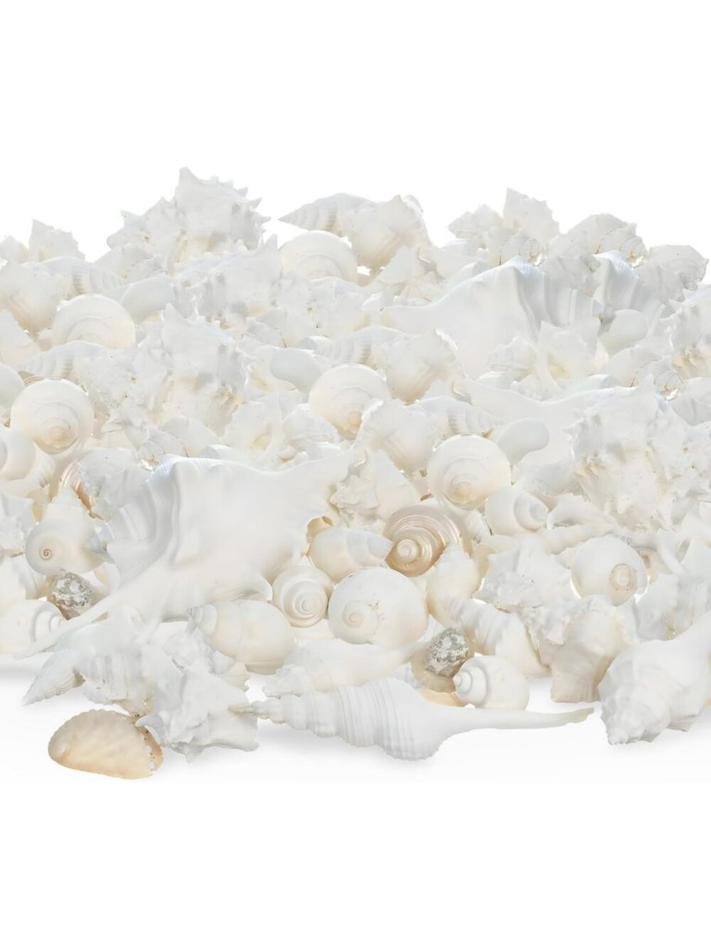 Mixed White Beach Seashells (5lb) - Perfect for Crafts, Ocean Decor & Party